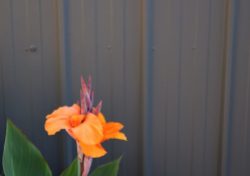 First Canna Lilly of Spring