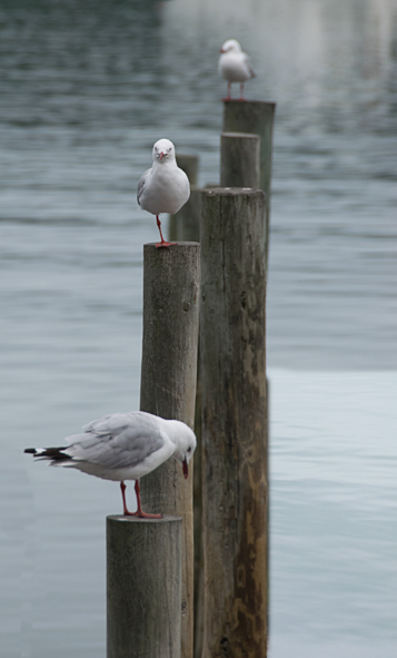 a pair of seagulls