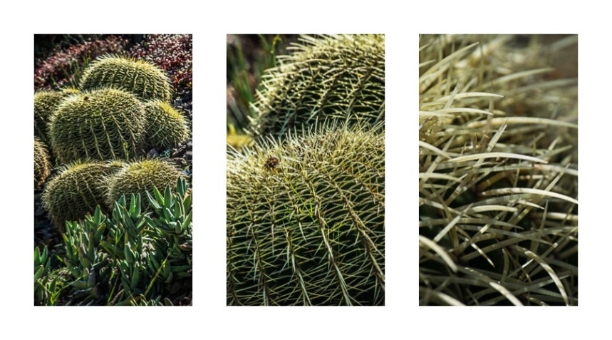 cacti-triptych