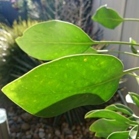 9- Sunlight through Leaf