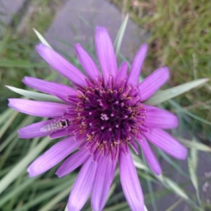 15 - Purple Flower