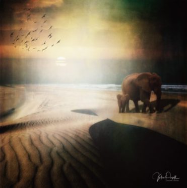 JuliePowell_Elephants on dunes at Sunset