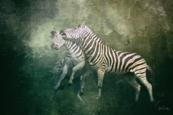 JuliePowell_Zebras