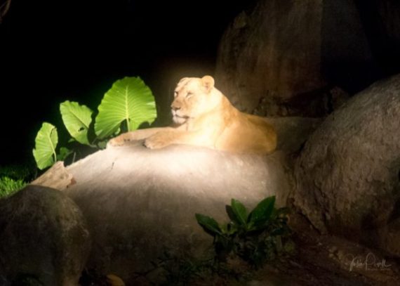 Lioness by spotlight