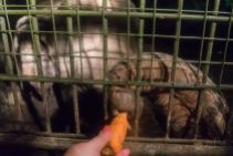 Elephant taking a carrot from me