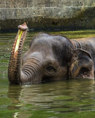 JuliePowell_Elephant Sanctuary-17