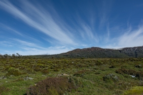 Wombat Moor, Mount Field NP