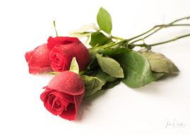 JuliePowell_Red Roses-13