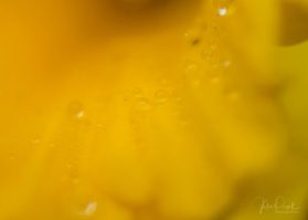 JuliePowell_Daffodils-7