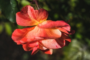 JuliePowell_DM Rose Garden-16