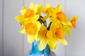Julie Powell_Daffodils-2