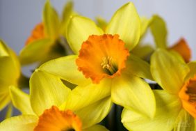 Julie Powell_Daffodils-3