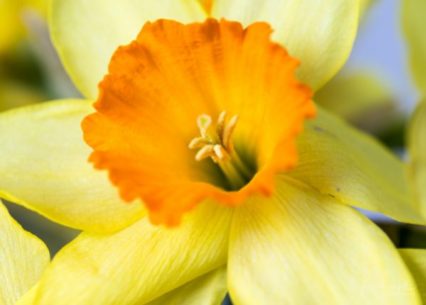 Julie Powell_Daffodils-4