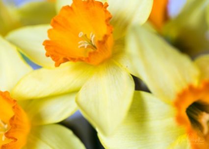 Julie Powell_Daffodils-5