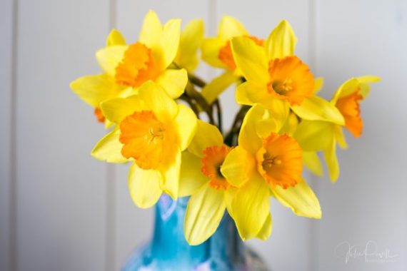 Julie Powell_Daffodils