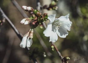 Julie Powell_Blossoms-2