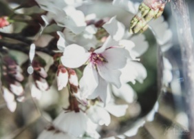 Julie Powell_Blossoms-6
