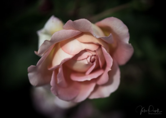 Julie Powell_Roses-14