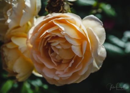 Julie Powell_Roses-29