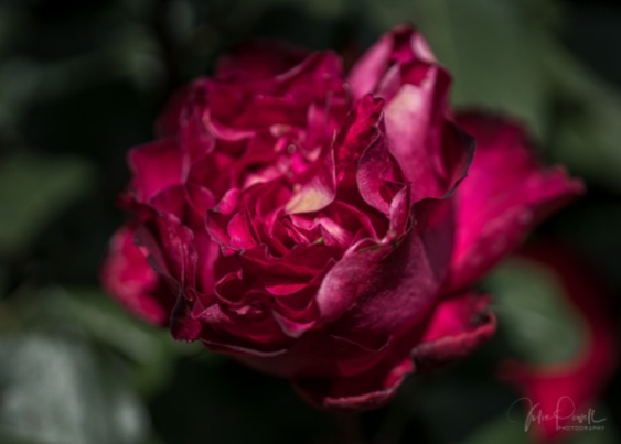 Julie Powell_Roses-6
